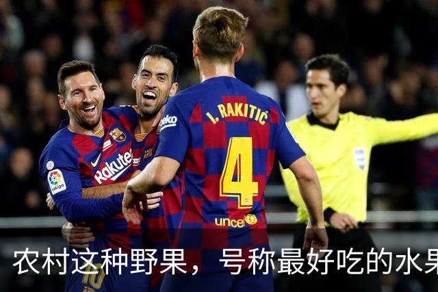 农村这种野果，号称"最好吃的水果"！插土就活，院子种几颗吃不完